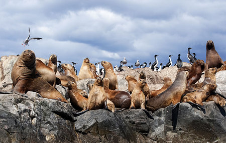 Lobos o Leones Marinos