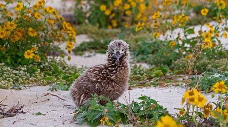 Cria de Albatros de Laysan