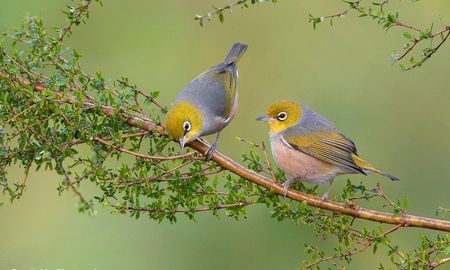 Anteojitos - Zosteropidae