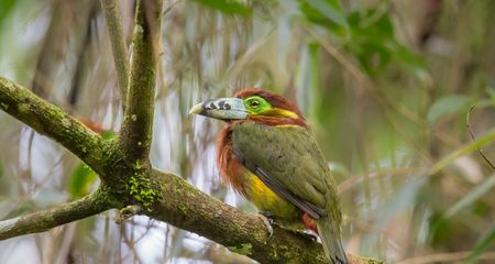 Arasari Poca - Selenidera Maculirostris