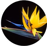 Ave del Paraiso Flor