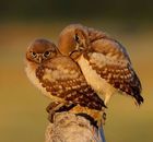 Owls - Buhos