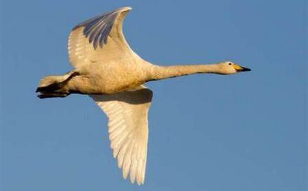 Cisne Cantor - Cygnus Cygnus