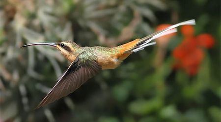 Colibri Canela: Phaethornis Pretrei