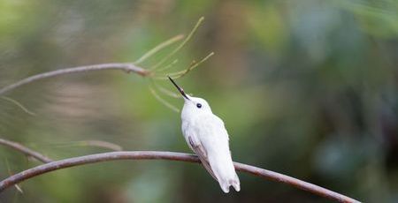 Colibrí de Anna Leucistico