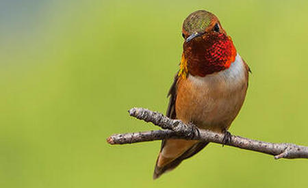 Colibri Rufo: Selasphorus Rufus