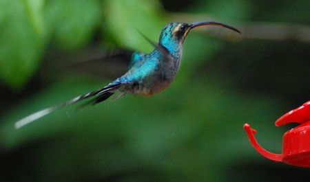 Colibri Rutilante: Colibri Coruscans