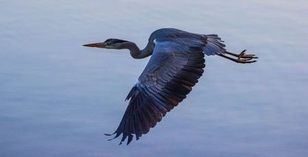 Garza real azul, Ardea Herodia