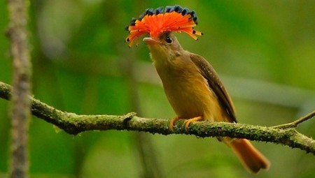 Mosquero Real - Onychorhynchus Coronatus