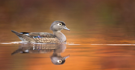 Pato Joyuyo Hembra - Aix Sponsa
