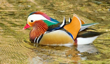 Pato Mandarin - Aix Galericulata