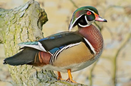 Pato Joyuyo Macho: Aix Sponsa