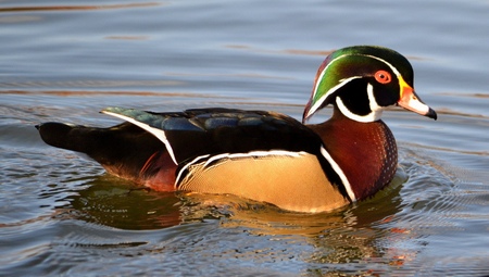 Aix Sponsa - Pato Joyuyo Macho