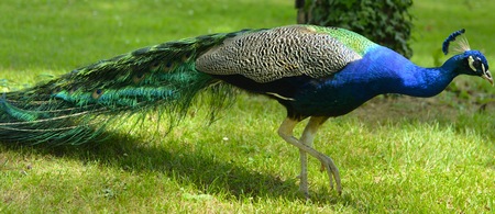 Pavo Real