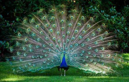 Pavo Real