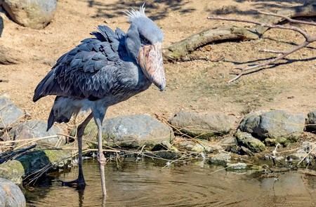 Picozapato, Balaeniceps Rex