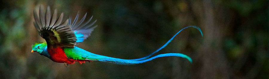 Quetzal y Ave del Paraiso