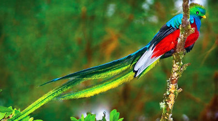 Quetzal