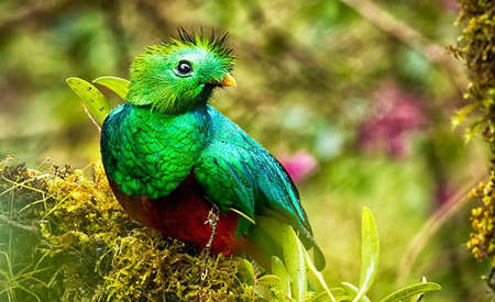 Quetzal