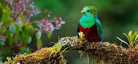Quetzal