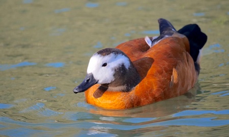 Tarro Canelo - Tadorna Ferruginea