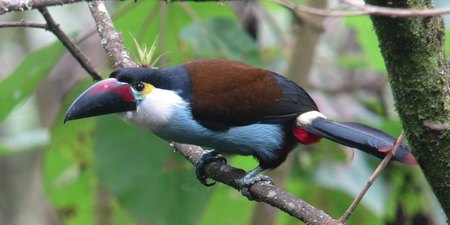 Andigena Nigrirostris