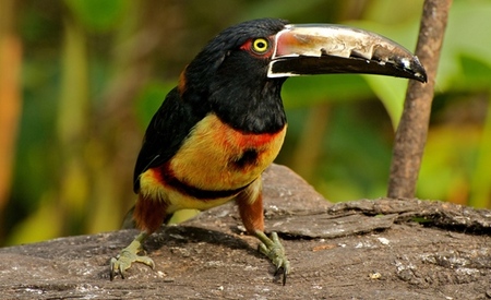 Tucancillo Collarejo - Pteroglossus Torquatus