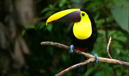 Ramphastos Ambiguus