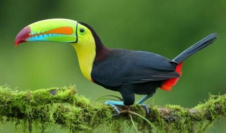 Tucan Piquiverde - Ramphastos Sulfuratus
