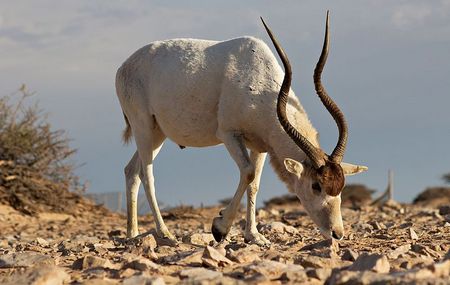 Addax Nasomaculatus