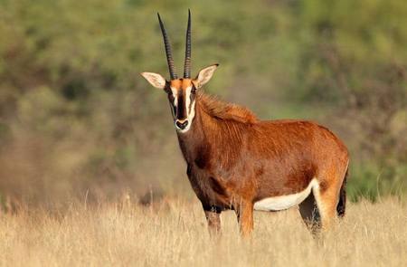 Antilope Sable: Hippotragus Niger
