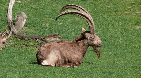 Ibice Siberiano - Capra Sibirica