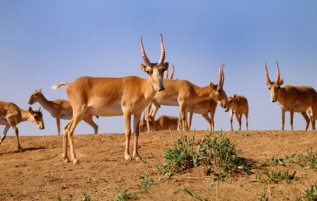 Saiga Tatarica
