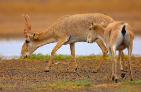 Saiga Tatarica