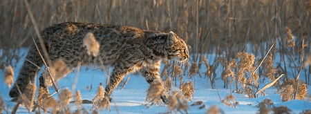 Gato Leopardo de Bengala