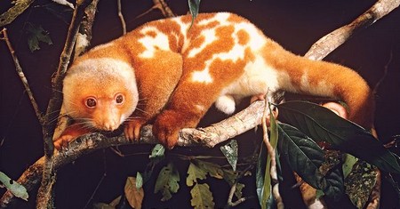Cuscus - Spilocuscus Maculatus