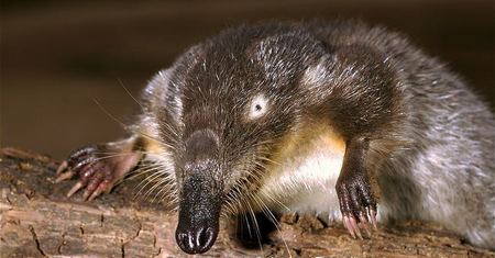 Desman Ruso - Desmana Moschata