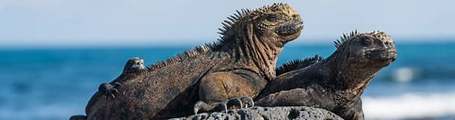 Iguanas