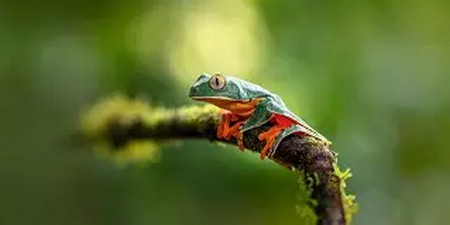 Cruziohyla Calcarifer - Rana