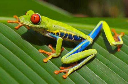 Rana de Ojos Rojos - Agalychnis Callidryas
