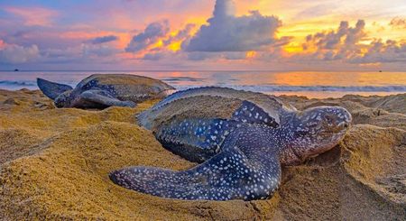 Tortuga Laud - Leatherback Sea Turtle