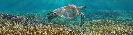 Tortuga Marina