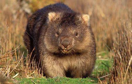 Wombat
