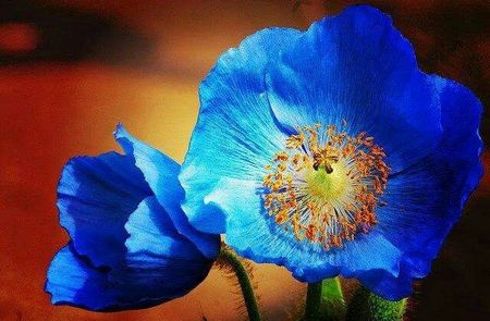Amapola del Himalaya - Meconopsis Betonicifolia