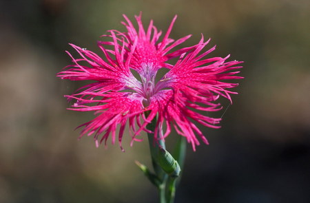 Dianthus Superbus o Nadeshiko