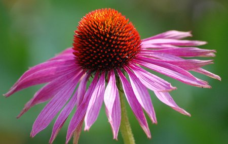 Echinacea
