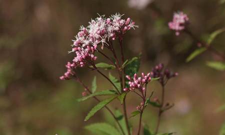 Fujibakama o Eupatorium Japonicum