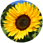 Girasol - Helianthus