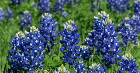 Lupinus Texencis - Bluebonnet