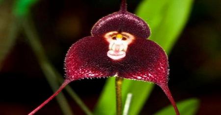 Monkey Orchid